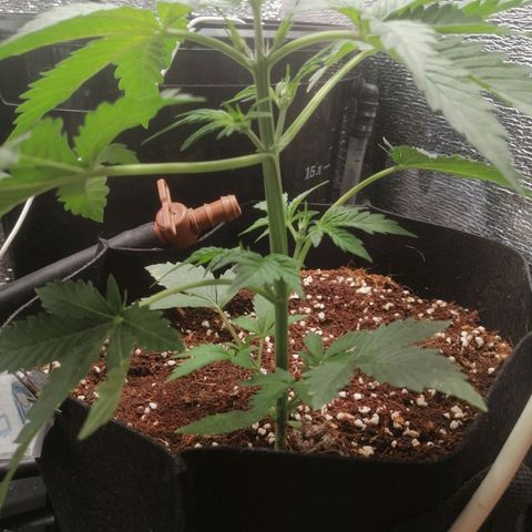 Big Devil Auto growlog timeline photo
