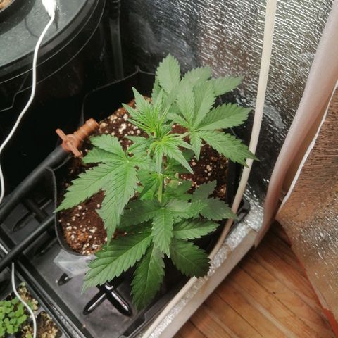 Big Devil Auto growlog timeline photo