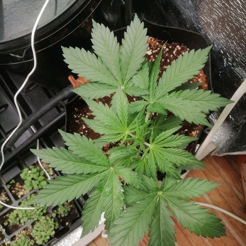 Big Devil Auto growlog timeline photo