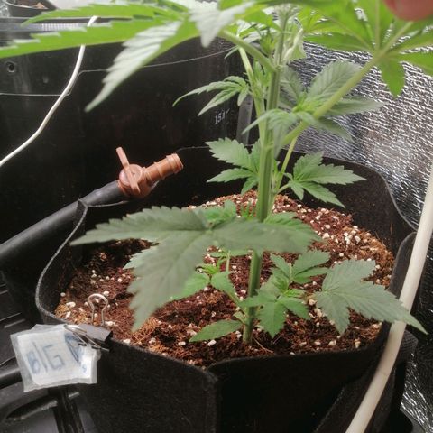 Big Devil Auto growlog timeline photo