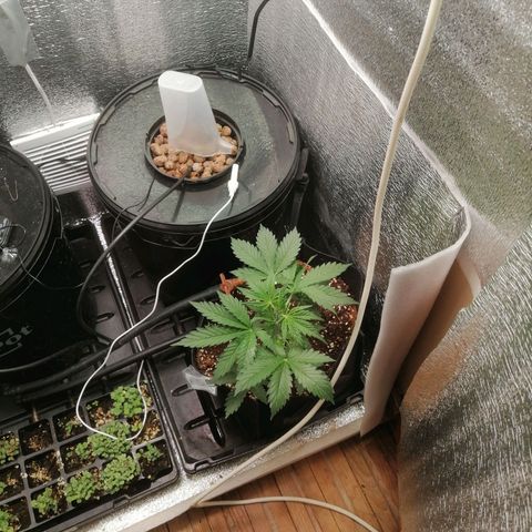Big Devil Auto growlog timeline photo