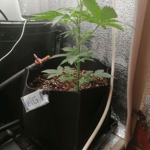 Big Devil Auto growlog timeline photo