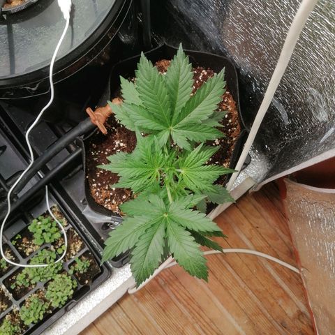 Big Devil Auto growlog timeline photo