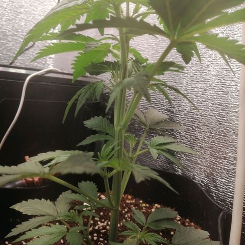 Big Devil Auto growlog timeline photo
