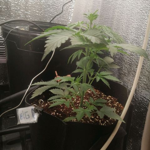 Big Devil Auto growlog timeline photo