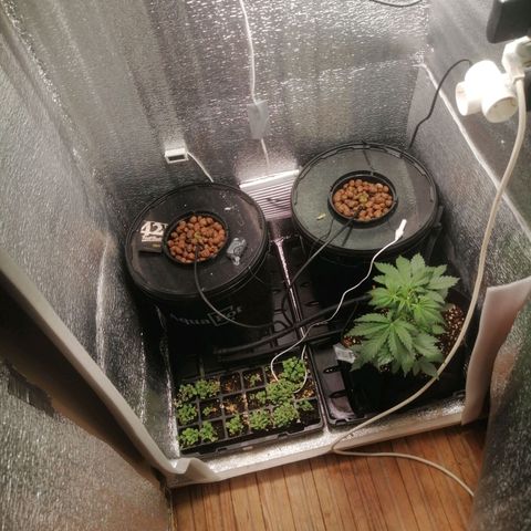 Big Devil Auto growlog timeline photo