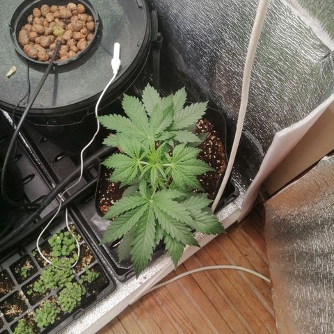 Big Devil Auto growlog timeline photo