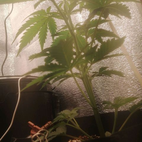 Big Devil Auto growlog timeline photo