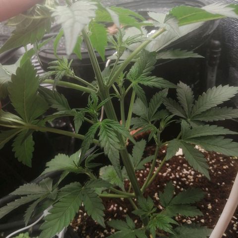 Big Devil Auto growlog timeline photo