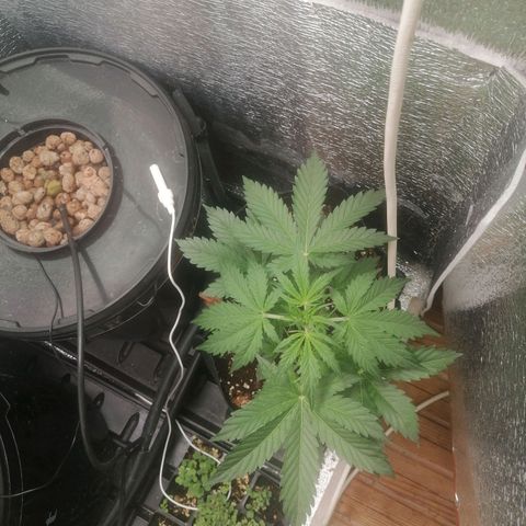 Big Devil Auto growlog timeline photo