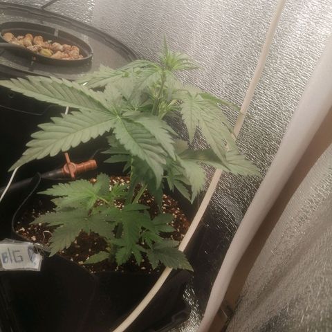 Big Devil Auto growlog timeline photo