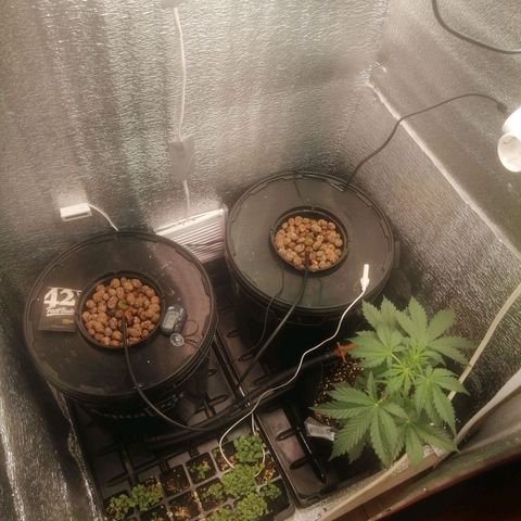 Big Devil Auto growlog timeline photo