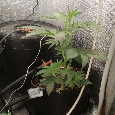 Big Devil Auto growlog timeline photo