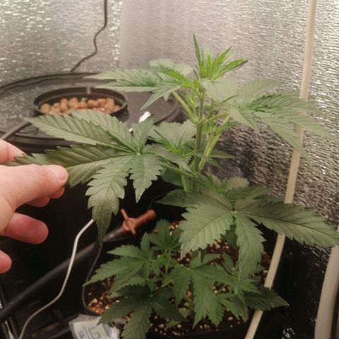 Big Devil Auto growlog timeline photo