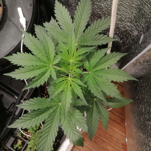 Big Devil Auto growlog timeline photo