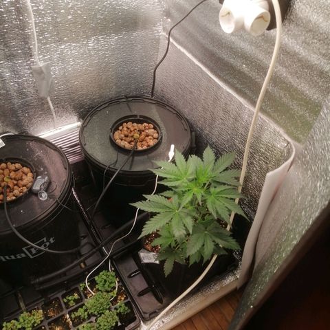 Big Devil Auto growlog timeline photo