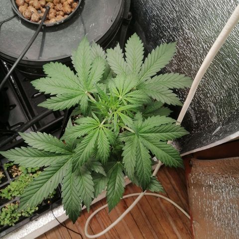 Big Devil Auto growlog timeline photo