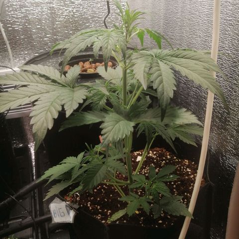Big Devil Auto growlog timeline photo