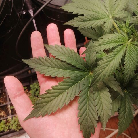 Big Devil Auto growlog timeline photo