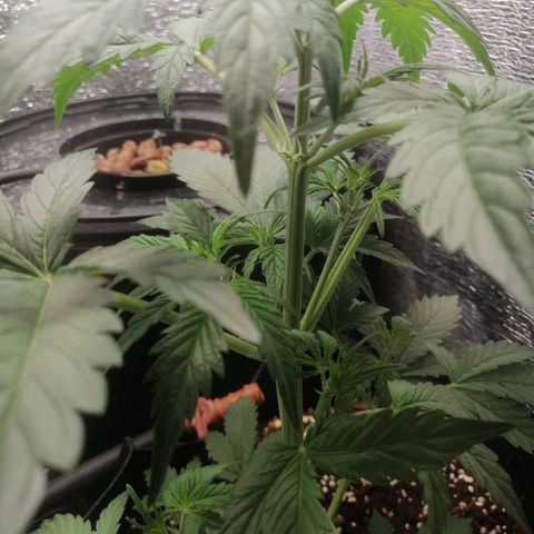 Big Devil Auto growlog timeline photo