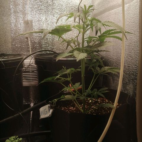 Big Devil Auto growlog timeline photo