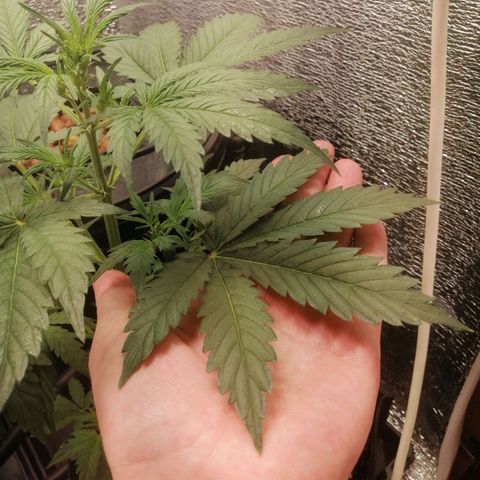 Big Devil Auto growlog timeline photo