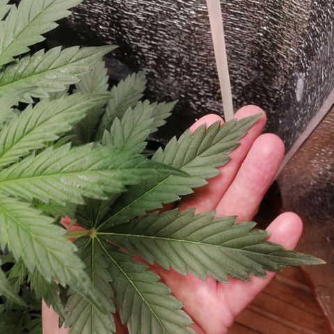 Big Devil Auto growlog timeline photo