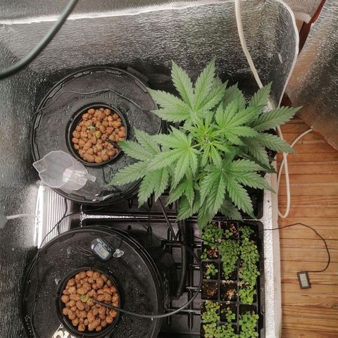Big Devil Auto growlog timeline photo