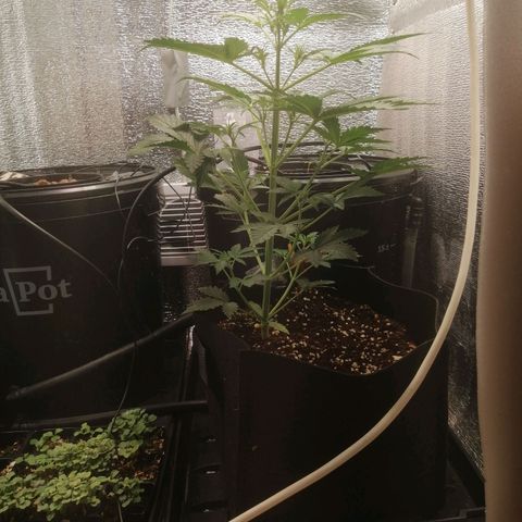 Big Devil Auto growlog timeline photo