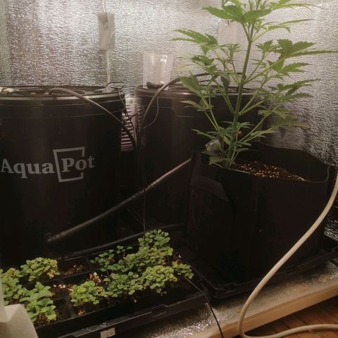 Big Devil Auto growlog timeline photo