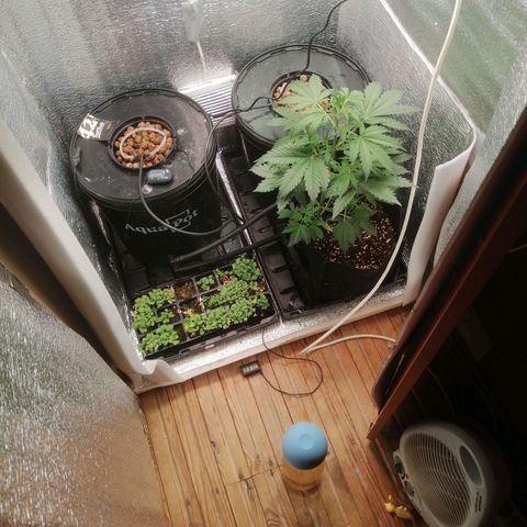 Big Devil Auto growlog timeline photo