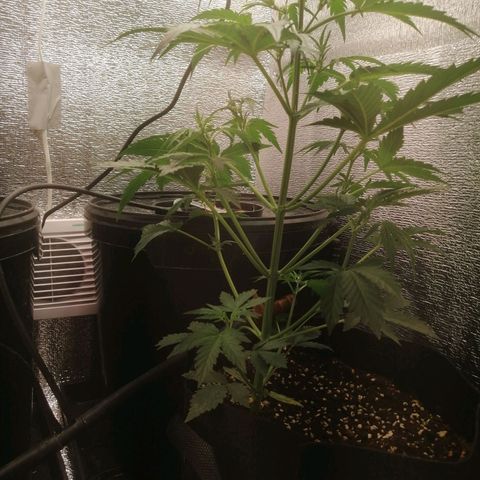 Big Devil Auto growlog timeline photo