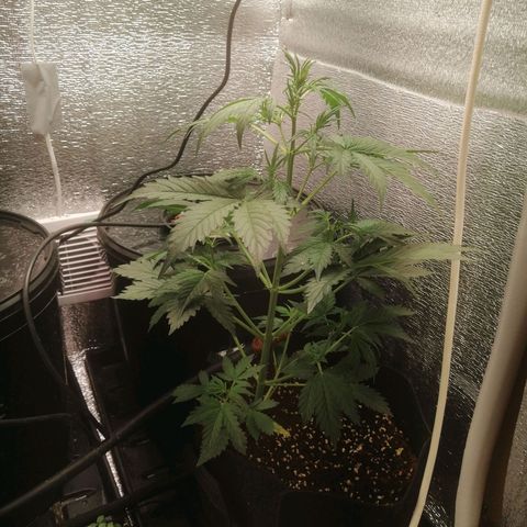 Big Devil Auto growlog timeline photo