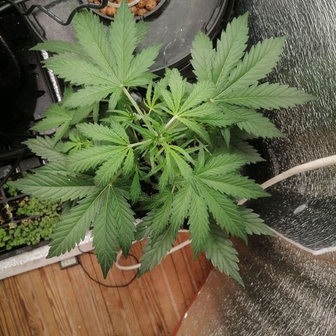 Big Devil Auto growlog timeline photo