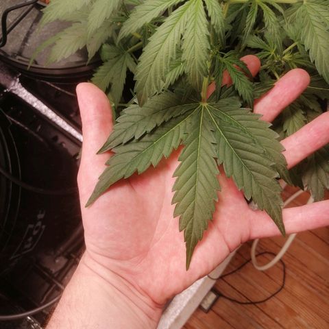 Big Devil Auto growlog timeline photo