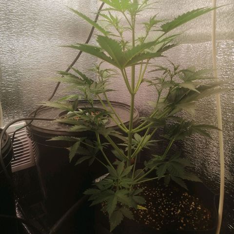 Big Devil Auto growlog timeline photo