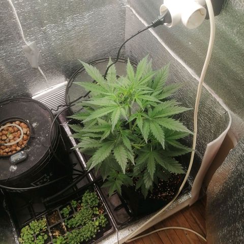 Big Devil Auto growlog timeline photo