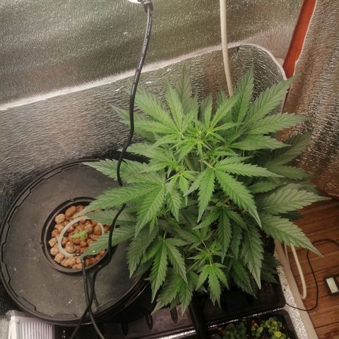 Big Devil Auto growlog timeline photo