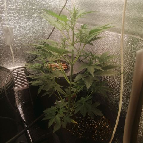 Big Devil Auto growlog timeline photo