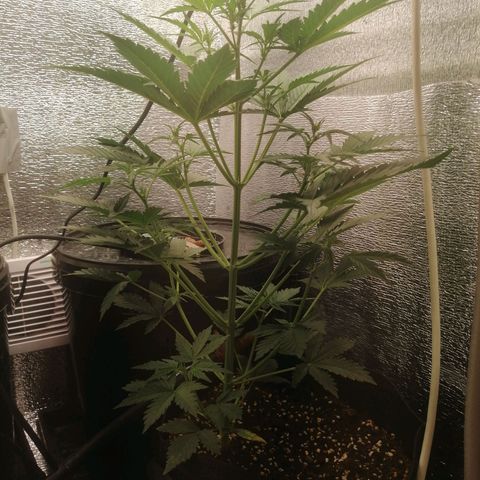 Big Devil Auto growlog timeline photo