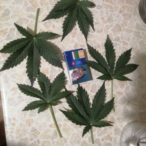 Big Devil Auto growlog timeline photo
