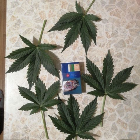 Big Devil Auto growlog timeline photo