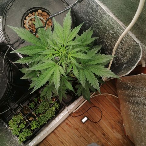 Big Devil Auto growlog timeline photo