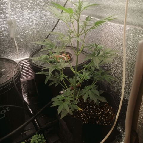 Big Devil Auto growlog timeline photo