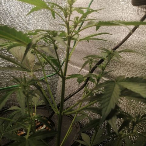 Big Devil Auto growlog timeline photo