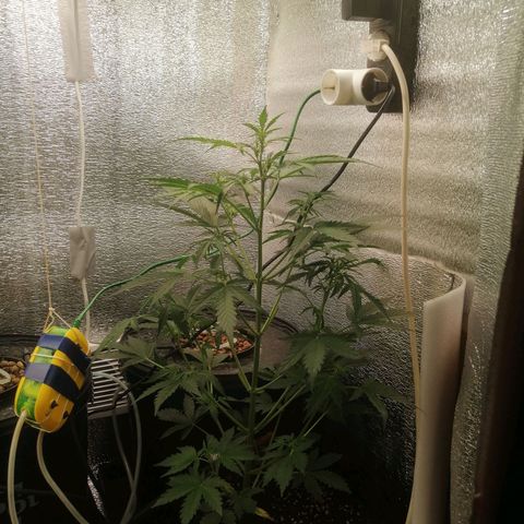 Big Devil Auto growlog timeline photo