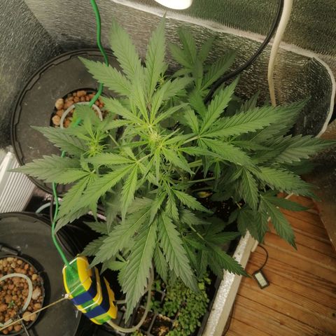Big Devil Auto growlog timeline photo