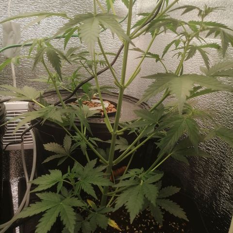 Big Devil Auto growlog timeline photo