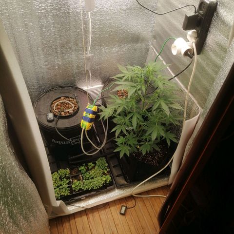Big Devil Auto growlog timeline photo