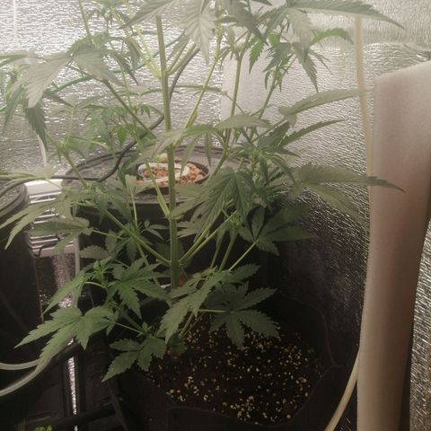 Big Devil Auto growlog timeline photo